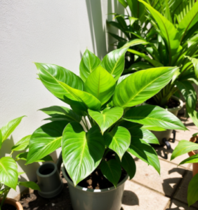 Protecting Your Philodendron from Extreme Temperatures