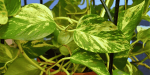 Introduction-to-Philodendron