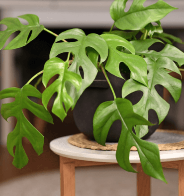  Introduction-to-Philodendrons