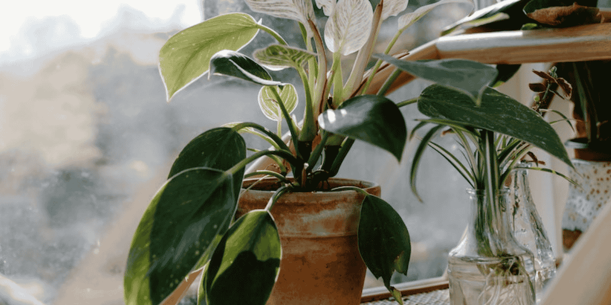 Best-Sunlight-for-Philodendron