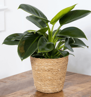 Best-sunlight-for-philodendron-plant