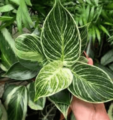 Care-of-indoor-Philodendron-in-Winter