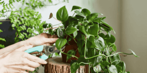 How-to-Propagate-Philodendron