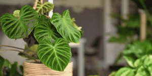 Humidity-Control-for-Philodendron.