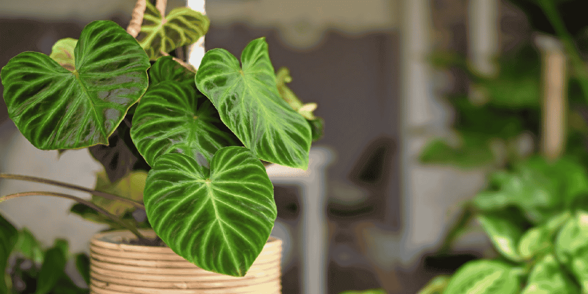 Humidity-Control-for-Philodendron.