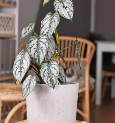 Master-Humidity-Control-for-Philodendron-in-any-Climate