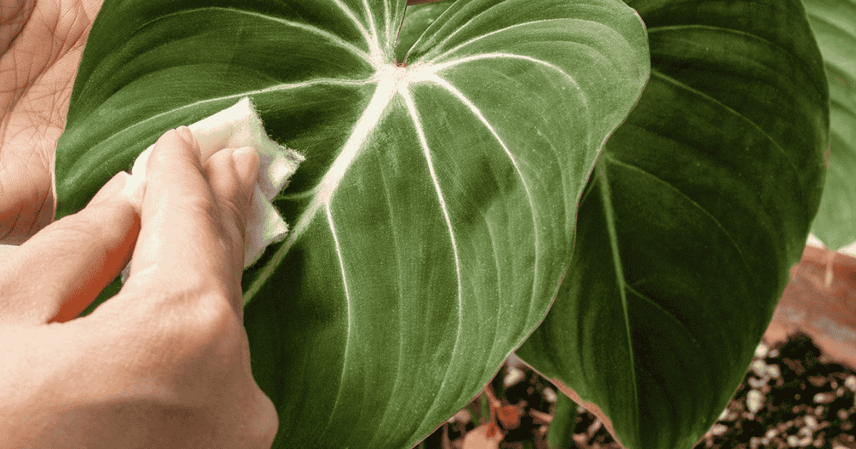 Philodendron-Care-for-Seasonal-Changes