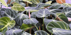 Philodendron-in-South-America