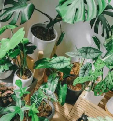 Protect-your-Philodendron-From-Harsh-Tempreture