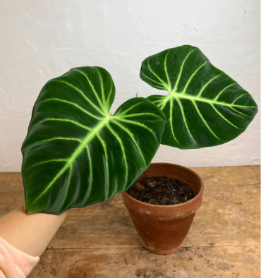 The-Philodendron-in-South-America.