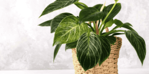 winter-care-tips-for-indoor-philodendron