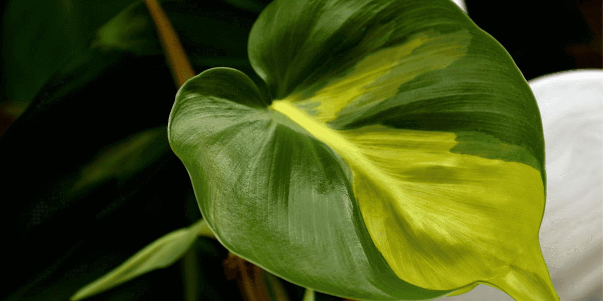 Yellow-Leaves-Philodendron.