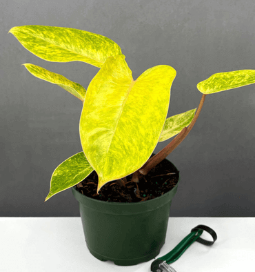 Yellow-Philodendron-Leaves