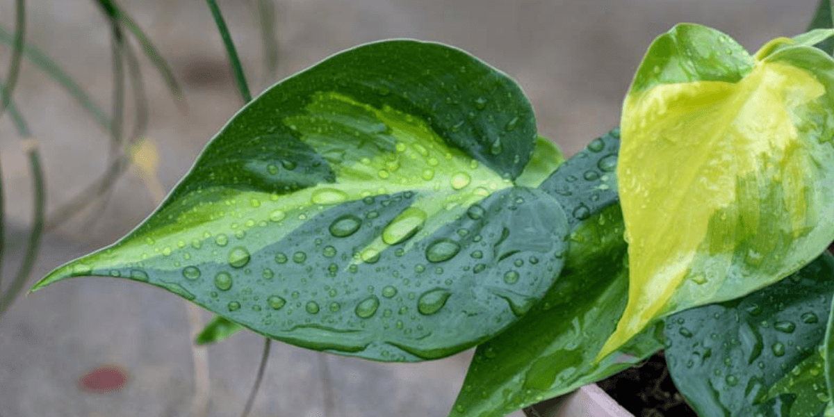 Heart-Leaf-Philodendron