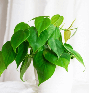 Heart leaf Philodendron