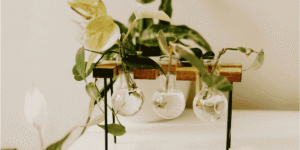 Philodendron-Watering