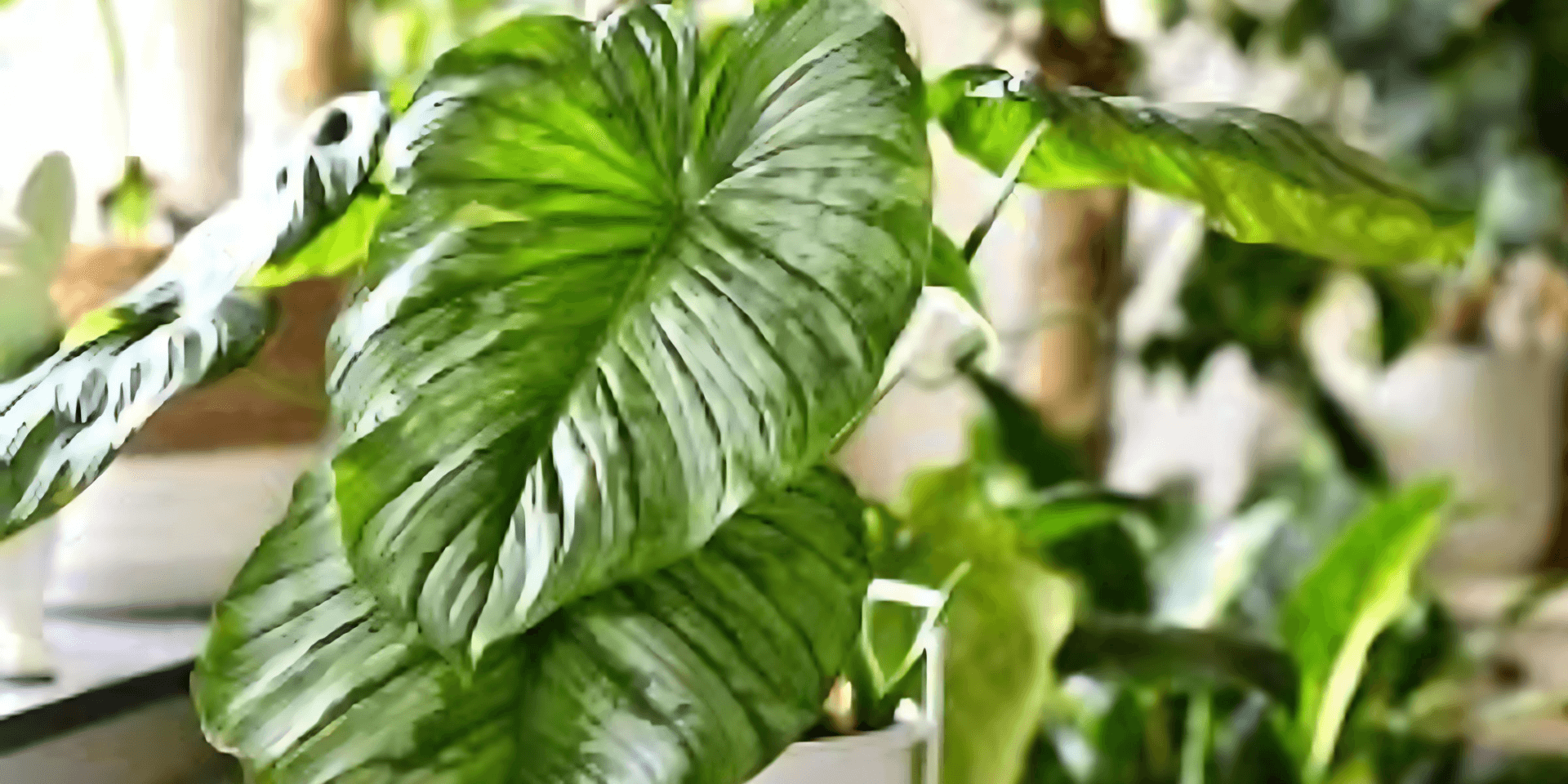 Indirect and direct Sunlight Philodendron: Surprising Effects