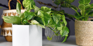 Philodendron-light-requirement.