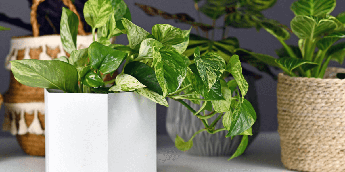 Philodendron-light-requirement.