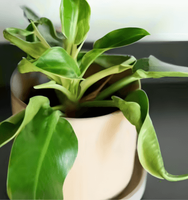 Direct vs Indirect Sunlight Philodendron: Surprising Effects