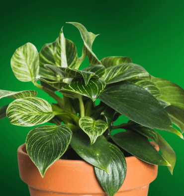 5 Rare Philodendron Species