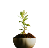 Care & Growth