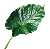 Philodendron Types