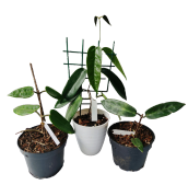 Propagation