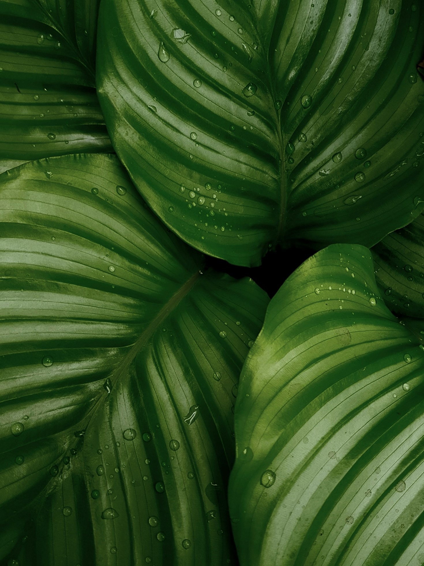 Top Tips for Thriving Philodendrons