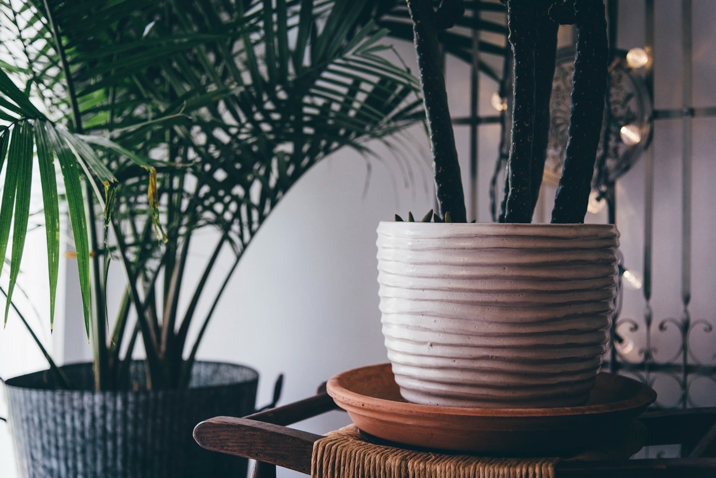 A Beginner’s Guide to Philodendron Care