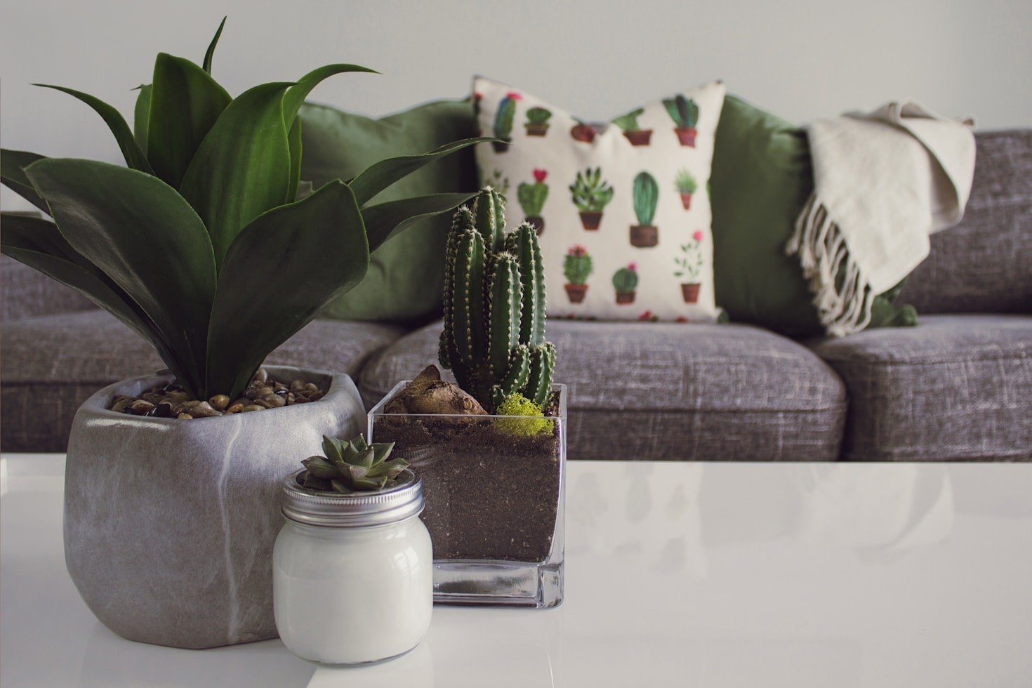 Troubleshooting Common Philodendron Issues