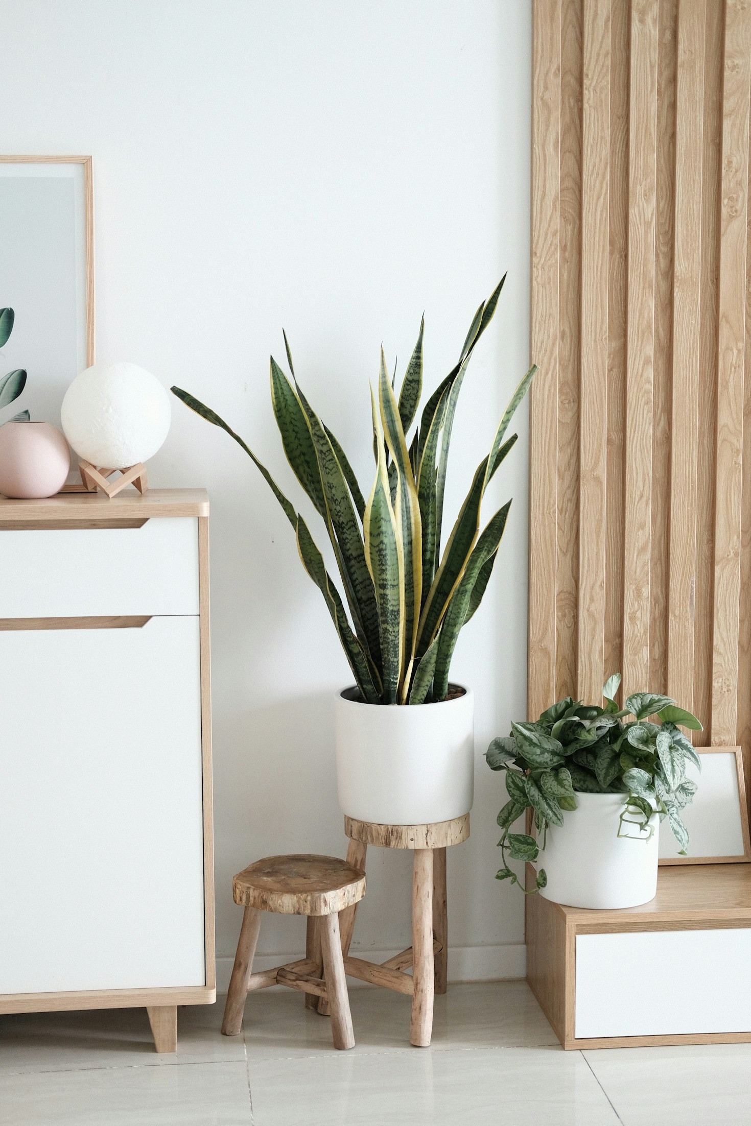 The Science Behind Philodendron Growth