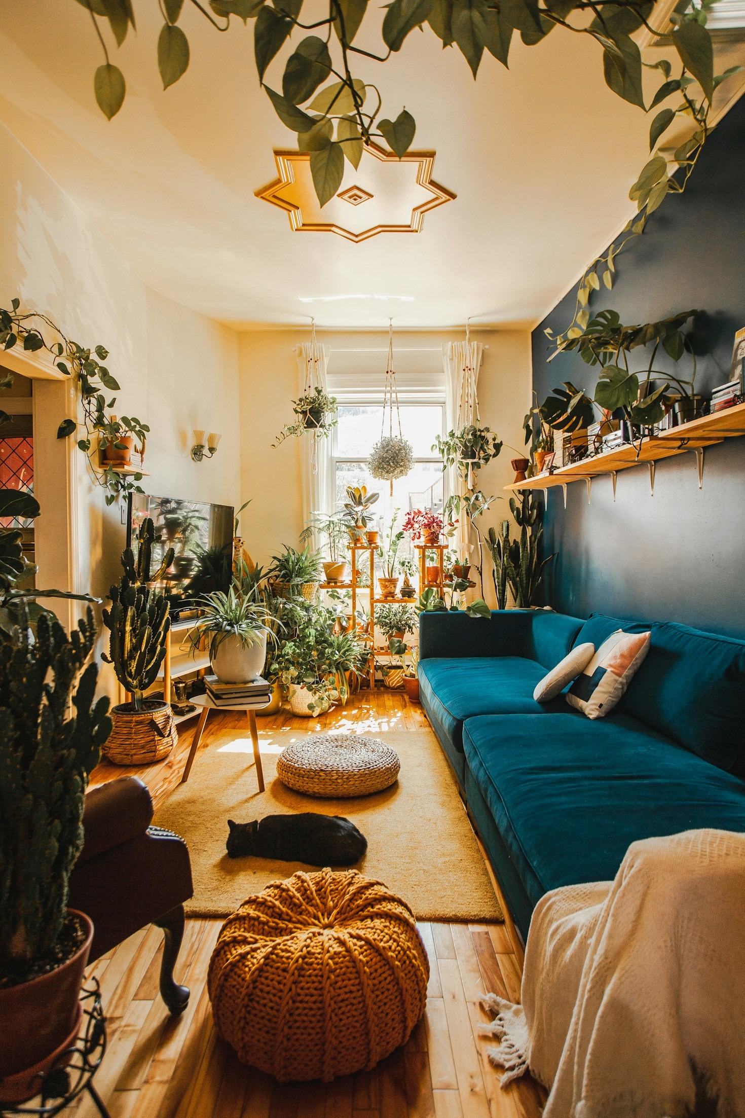 Seasonal Care Routines for Your Philodendrons
