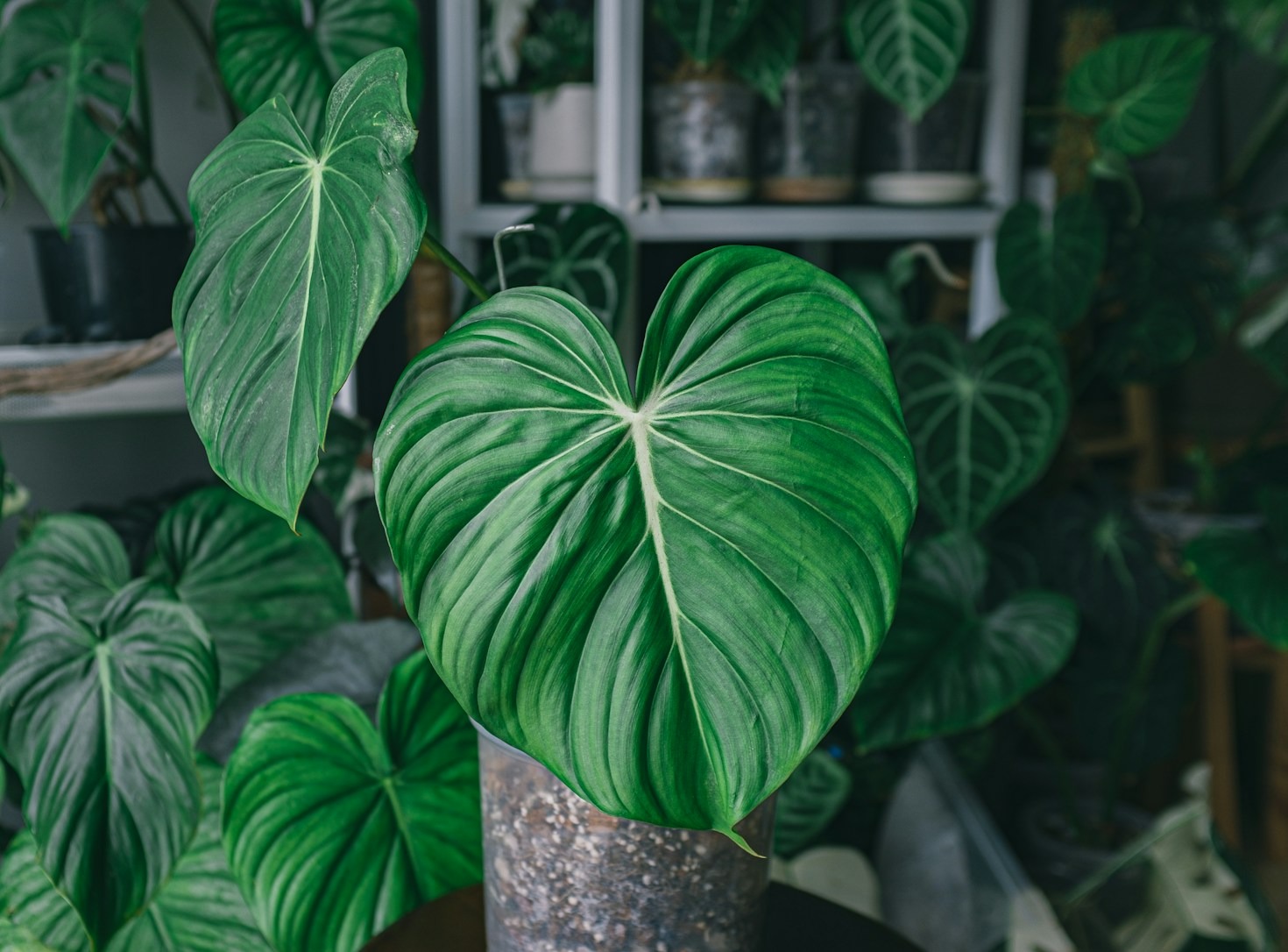 Understanding the Needs of Rare Philodendron Species