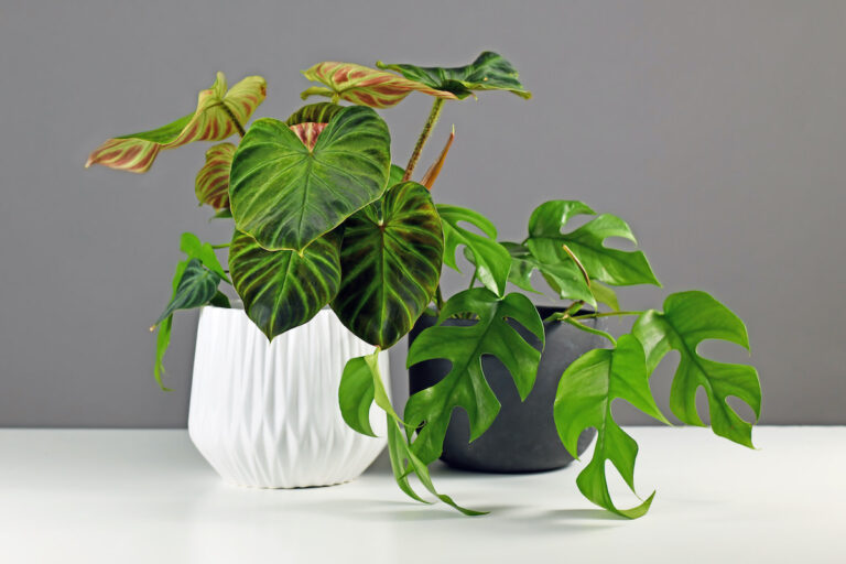 Philodendron Care Guide: How to Grow Philodendron Plants
