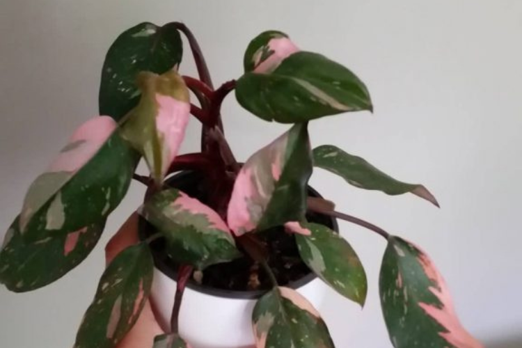 best fertilizer for philodendron pink princess growth