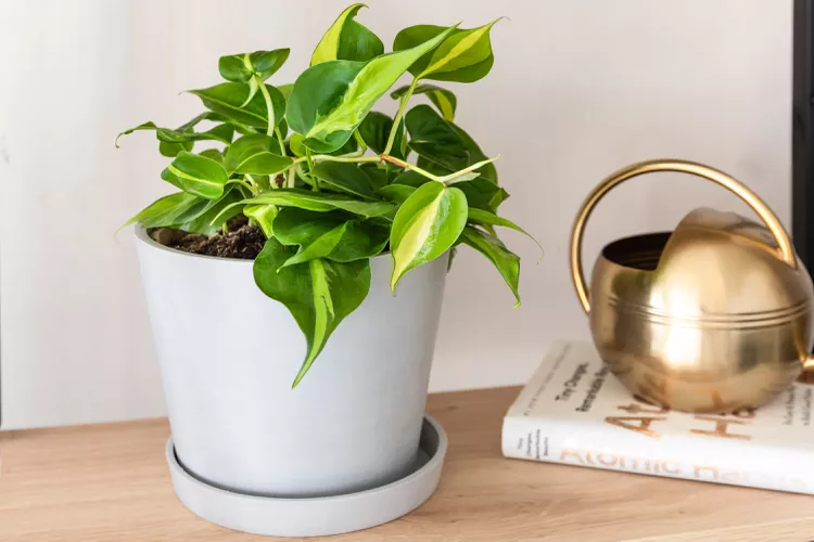 How often should you water a Philodendron?