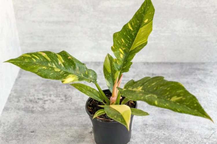where to buy rare philodendron plants online cheap