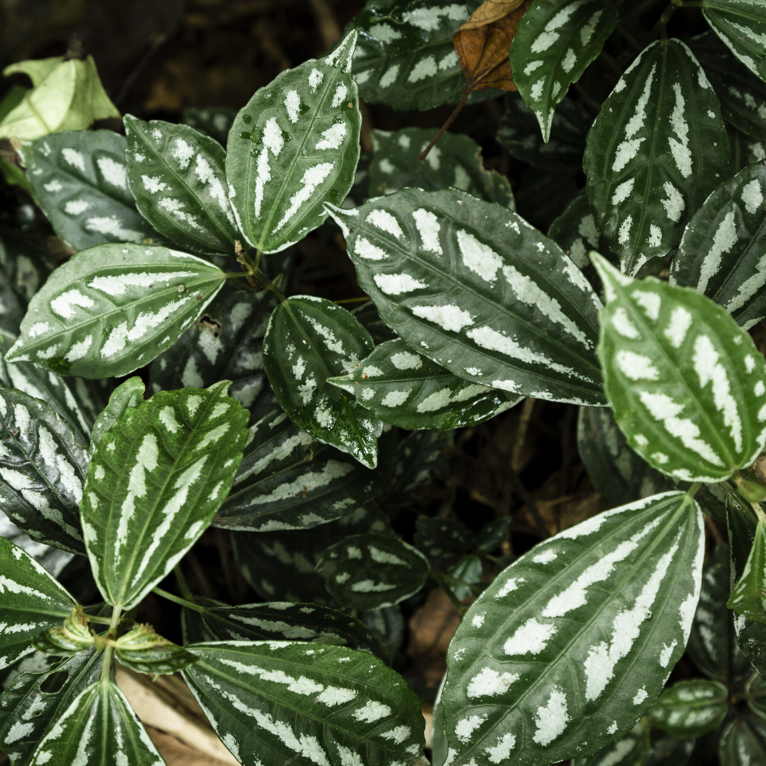 Philodendron 'Birkin'