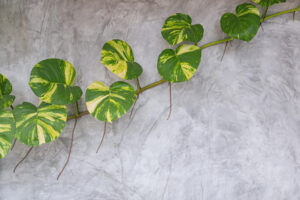 Heartleaf Philodendron (Philodendron Hederaceum)