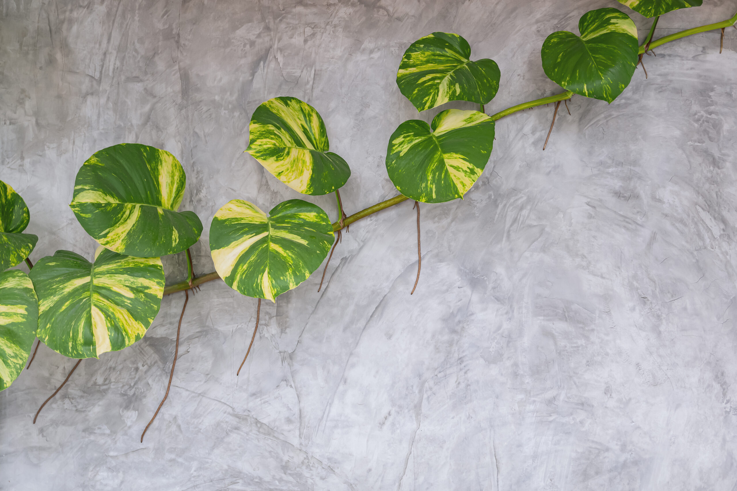 Heartleaf Philodendron (Philodendron Hederaceum)