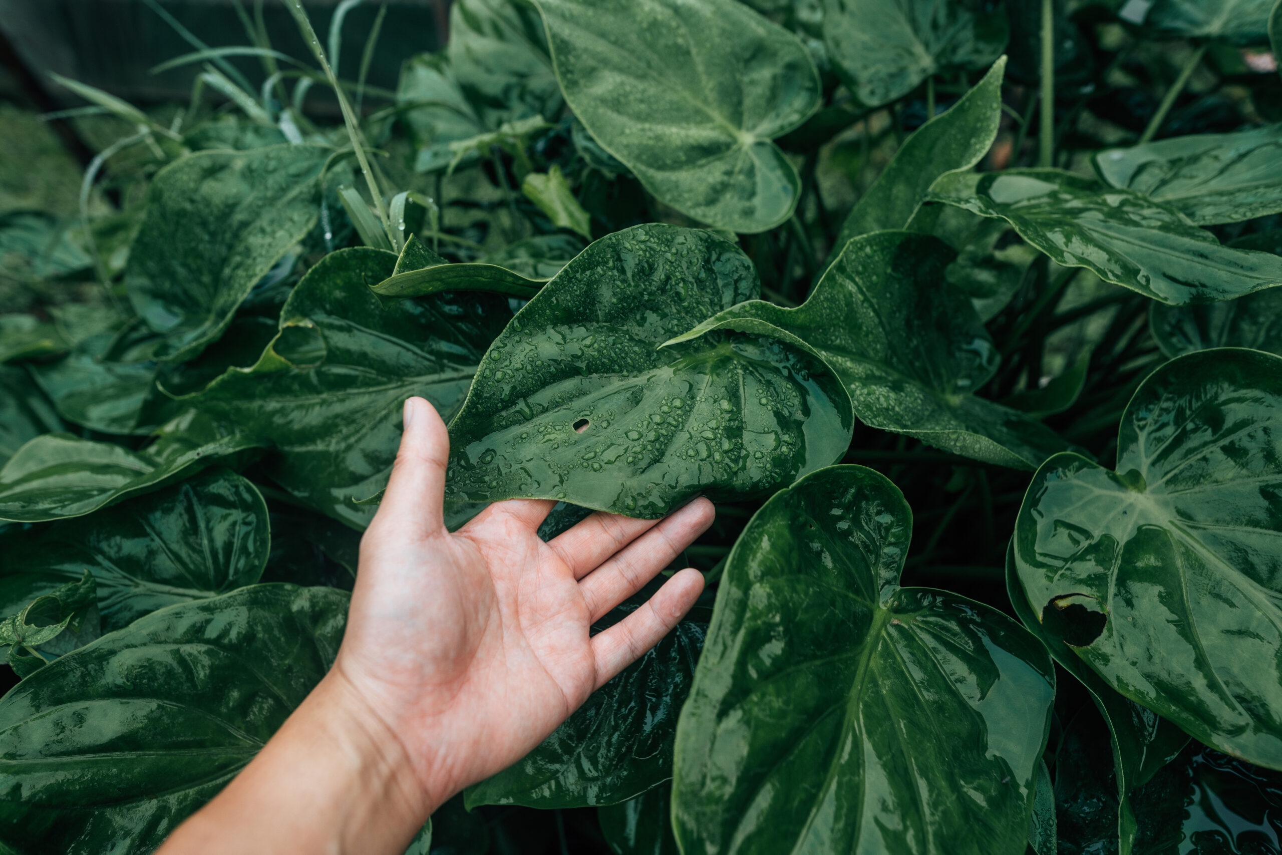 Philodendron Species