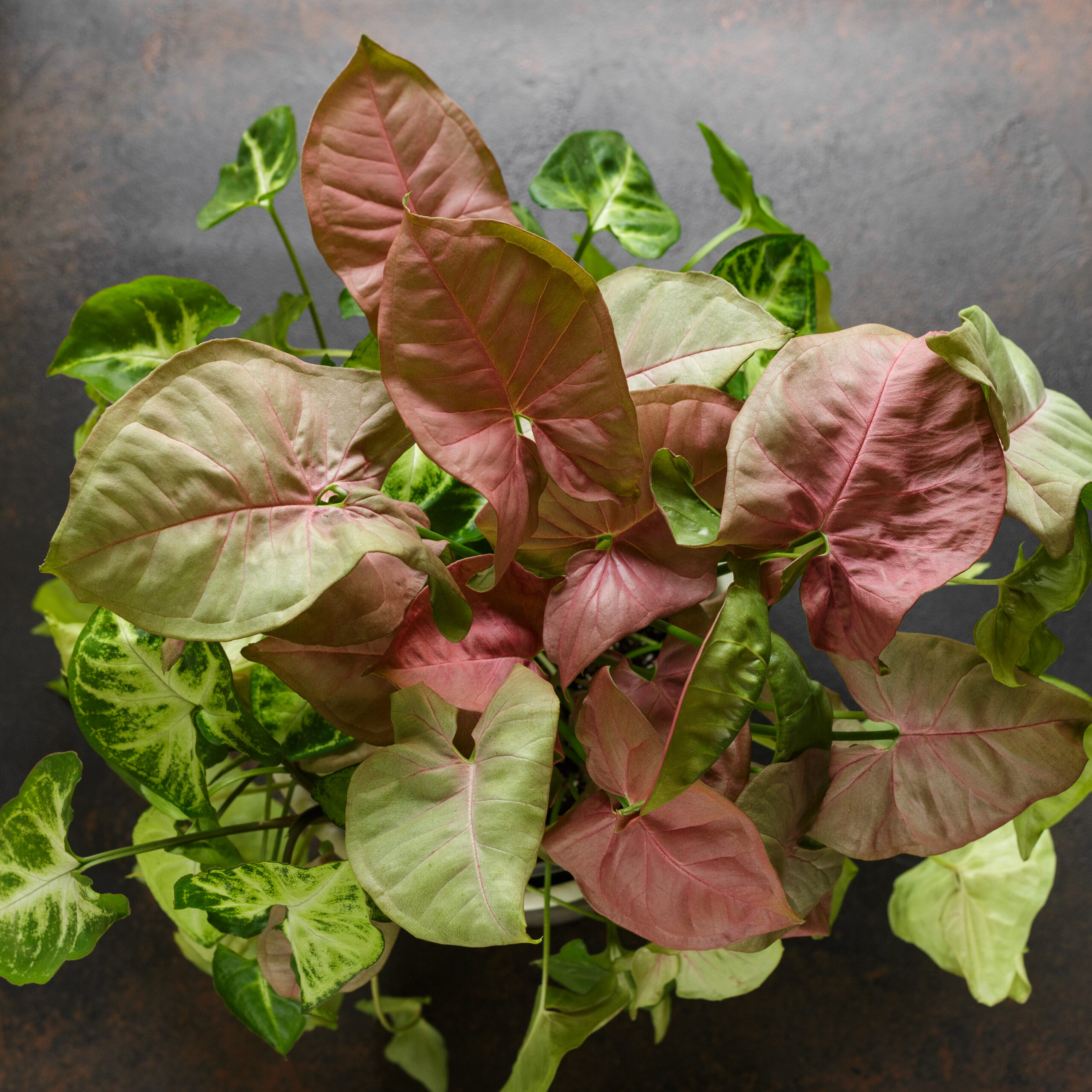 {{"type":"elementor","siteurl":"https://philodendronguide.com/wp-json/","elements":[{"id":"589c5c90","elType":"widget","isInner":false,"isLocked":false,"settings":{"image":{"id":1088,"url":"https://philodendronguide.com/wp-content/uploads/2025/11/modern-house-exterior-GF59A.jpg"},"image_size":"full","width":{"unit":"%","size":"100","sizes":[]},"space":{"unit":"%","size":"100","sizes":[]},"height_mobile":{"unit":"px","size":"300","sizes":[]},"object-fit_mobile":"cover","image_custom_dimension":{"width":"","height":""},"caption_source":"none","caption":"","link_to":"none","link":{"url":"","is_external":"","nofollow":"","custom_attributes":""},"open_lightbox":"default","align":"","align_tablet":"","align_mobile":"","width_tablet":{"unit":"%","size":"","sizes":[]},"width_mobile":{"unit":"%","size":"","sizes":[]},"space_tablet":{"unit":"%","size":"","sizes":[]},"space_mobile":{"unit":"%","size":"","sizes":[]},"height":{"unit":"px","size":"","sizes":[]},"height_tablet":{"unit":"px","size":"","sizes":[]},"object-fit":"","object-fit_tablet":"","object-position":"center center","object-position_tablet":"","object-position_mobile":"","opacity":{"unit":"px","size":"","sizes":[]},"css_filters_css_filter":"","css_filters_blur":{"unit":"px","size":0,"sizes":[]},"css_filters_brightness":{"unit":"px","size":100,"sizes":[]},"css_filters_contrast":{"unit":"px","size":100,"sizes":[]},"css_filters_saturate":{"unit":"px","size":100,"sizes":[]},"css_filters_hue":{"unit":"px","size":0,"sizes":[]},"opacity_hover":{"unit":"px","size":"","sizes":[]},"css_filters_hover_css_filter":"","css_filters_hover_blur":{"unit":"px","size":0,"sizes":[]},"css_filters_hover_brightness":{"unit":"px","size":100,"sizes":[]},"css_filters_hover_contrast":{"unit":"px","size":100,"sizes":[]},"css_filters_hover_saturate":{"unit":"px","size":100,"sizes":[]},"css_filters_hover_hue":{"unit":"px","size":0,"sizes":[]},"background_hover_transition":{"unit":"px","size":"","sizes":[]},"hover_animation":"","image_border_border":"","image_border_width":{"unit":"px","top":"","right":"","bottom":"","left":"","isLinked":true},"image_border_width_tablet":{"unit":"px","top":"","right":"","bottom":"","left":"","isLinked":true},"image_border_width_mobile":{"unit":"px","top":"","right":"","bottom":"","left":"","isLinked":true},"image_border_color":"","image_border_radius":{"unit":"px","top":"","right":"","bottom":"","left":"","isLinked":true},"image_border_radius_tablet":{"unit":"px","top":"","right":"","bottom":"","left":"","isLinked":true},"image_border_radius_mobile":{"unit":"px","top":"","right":"","bottom":"","left":"","isLinked":true},"image_box_shadow_box_shadow_type":"","image_box_shadow_box_shadow":{"horizontal":0,"vertical":0,"blur":10,"spread":0,"color":"rgba(0,0,0,0.5)"},"caption_align":"","caption_align_tablet":"","caption_align_mobile":"","text_color":"","caption_background_color":"","caption_typography_typography":"","caption_typography_font_family":"","caption_typography_font_size":{"unit":"px","size":"","sizes":[]},"caption_typography_font_size_tablet":{"unit":"px","size":"","sizes":[]},"caption_typography_font_size_mobile":{"unit":"px","size":"","sizes":[]},"caption_typography_font_weight":"","caption_typography_text_transform":"","caption_typography_font_style":"","caption_typography_text_decoration":"","caption_typography_line_height":{"unit":"px","size":"","sizes":[]},"caption_typography_line_height_tablet":{"unit":"em","size":"","sizes":[]},"caption_typography_line_height_mobile":{"unit":"em","size":"","sizes":[]},"caption_typography_letter_spacing":{"unit":"px","size":"","sizes":[]},"caption_typography_letter_spacing_tablet":{"unit":"px","size":"","sizes":[]},"caption_typography_letter_spacing_mobile":{"unit":"px","size":"","sizes":[]},"caption_typography_word_spacing":{"unit":"px","size":"","sizes":[]},"caption_typography_word_spacing_tablet":{"unit":"em","size":"","sizes":[]},"caption_typography_word_spacing_mobile":{"unit":"em","size":"","sizes":[]},"caption_text_shadow_text_shadow_type":"","caption_text_shadow_text_shadow":{"horizontal":0,"vertical":0,"blur":10,"color":"rgba(0,0,0,0.3)"},"caption_space":{"unit":"px","size":"","sizes":[]},"caption_space_tablet":{"unit":"px","size":"","sizes":[]},"caption_space_mobile":{"unit":"px","size":"","sizes":[]},"_title":"","_margin":{"unit":"px","top":"","right":"","bottom":"","left":"","isLinked":true},"_margin_tablet":{"unit":"px","top":"","right":"","bottom":"","left":"","isLinked":true},"_margin_mobile":{"unit":"px","top":"","right":"","bottom":"","left":"","isLinked":true},"_padding":{"unit":"px","top":"","right":"","bottom":"","left":"","isLinked":true},"_padding_tablet":{"unit":"px","top":"","right":"","bottom":"","left":"","isLinked":true},"_padding_mobile":{"unit":"px","top":"","right":"","bottom":"","left":"","isLinked":true},"_element_width":"","_element_width_tablet":"","_element_width_mobile":"","_element_custom_width":{"unit":"%","size":"","sizes":[]},"_element_custom_width_tablet":{"unit":"px","size":"","sizes":[]},"_element_custom_width_mobile":{"unit":"px","size":"","sizes":[]},"_grid_column":"","_grid_column_tablet":"","_grid_column_mobile":"","_grid_column_custom":"","_grid_column_custom_tablet":"","_grid_column_custom_mobile":"","_grid_row":"","_grid_row_tablet":"","_grid_row_mobile":"","_grid_row_custom":"","_grid_row_custom_tablet":"","_grid_row_custom_mobile":"","_flex_align_self":"","_flex_align_self_tablet":"","_flex_align_self_mobile":"","_flex_order":"","_flex_order_tablet":"","_flex_order_mobile":"","_flex_order_custom":"","_flex_order_custom_tablet":"","_flex_order_custom_mobile":"","_flex_size":"","_flex_size_tablet":"","_flex_size_mobile":"","_flex_grow":1,"_flex_grow_tablet":"","_flex_grow_mobile":"","_flex_shrink":1,"_flex_shrink_tablet":"","_flex_shrink_mobile":"","_element_vertical_align":"","_element_vertical_align_tablet":"","_element_vertical_align_mobile":"","_position":"","_offset_orientation_h":"start","_offset_x":{"unit":"px","size":0,"sizes":[]},"_offset_x_tablet":{"unit":"px","size":"","sizes":[]},"_offset_x_mobile":{"unit":"px","size":"","sizes":[]},"_offset_x_end":{"unit":"px","size":0,"sizes":[]},"_offset_x_end_tablet":{"unit":"px","size":"","sizes":[]},"_offset_x_end_mobile":{"unit":"px","size":"","sizes":[]},"_offset_orientation_v":"start","_offset_y":{"unit":"px","size":0,"sizes":[]},"_offset_y_tablet":{"unit":"px","size":"","sizes":[]},"_offset_y_mobile":{"unit":"px","size":"","sizes":[]},"_offset_y_end":{"unit":"px","size":0,"sizes":[]},"_offset_y_end_tablet":{"unit":"px","size":"","sizes":[]},"_offset_y_end_mobile":{"unit":"px","size":"","sizes":[]},"_z_index":"","_z_index_tablet":"","_z_index_mobile":"","_element_id":"","_css_classes":"","e_display_conditions":"","_element_cache":"","motion_fx_motion_fx_scrolling":"","motion_fx_translateY_effect":"","motion_fx_translateY_direction":"","motion_fx_translateY_speed":{"unit":"px","size":4,"sizes":[]},"motion_fx_translateY_affectedRange":{"unit":"%","size":"","sizes":{"start":0,"end":100}},"motion_fx_translateX_effect":"","motion_fx_translateX_direction":"","motion_fx_translateX_speed":{"unit":"px","size":4,"sizes":[]},"motion_fx_translateX_affectedRange":{"unit":"%","size":"","sizes":{"start":0,"end":100}},"motion_fx_opacity_effect":"","motion_fx_opacity_direction":"out-in","motion_fx_opacity_level":{"unit":"px","size":10,"sizes":[]},"motion_fx_opacity_range":{"unit":"%","size":"","sizes":{"start":20,"end":80}},"motion_fx_blur_effect":"","motion_fx_blur_direction":"out-in","motion_fx_blur_level":{"unit":"px","size":7,"sizes":[]},"motion_fx_blur_range":{"unit":"%","size":"","sizes":{"start":20,"end":80}},"motion_fx_rotateZ_effect":"","motion_fx_rotateZ_direction":"","motion_fx_rotateZ_speed":{"unit":"px","size":1,"sizes":[]},"motion_fx_rotateZ_affectedRange":{"unit":"%","size":"","sizes":{"start":0,"end":100}},"motion_fx_scale_effect":"","motion_fx_scale_direction":"out-in","motion_fx_scale_speed":{"unit":"px","size":4,"sizes":[]},"motion_fx_scale_range":{"unit":"%","size":"","sizes":{"start":20,"end":80}},"motion_fx_transform_origin_x":"center","motion_fx_transform_origin_y":"center","motion_fx_devices":["desktop","tablet","mobile"],"motion_fx_range":"","motion_fx_motion_fx_mouse":"","motion_fx_mouseTrack_effect":"","motion_fx_mouseTrack_direction":"","motion_fx_mouseTrack_speed":{"unit":"px","size":1,"sizes":[]},"motion_fx_tilt_effect":"","motion_fx_tilt_direction":"","motion_fx_tilt_speed":{"unit":"px","size":4,"sizes":[]},"handle_motion_fx_asset_loading":"","sticky":"","sticky_on":["desktop","tablet","mobile"],"sticky_offset":0,"sticky_offset_tablet":"","sticky_offset_mobile":"","sticky_effects_offset":0,"sticky_effects_offset_tablet":"","sticky_effects_offset_mobile":"","sticky_anchor_link_offset":0,"sticky_anchor_link_offset_tablet":"","sticky_anchor_link_offset_mobile":"","sticky_parent":"","_animation":"","_animation_tablet":"","_animation_mobile":"","animation_duration":"","_animation_delay":"","_transform_rotate_popover":"","_transform_rotateZ_effect":{"unit":"px","size":"","sizes":[]},"_transform_rotateZ_effect_tablet":{"unit":"deg","size":"","sizes":[]},"_transform_rotateZ_effect_mobile":{"unit":"deg","size":"","sizes":[]},"_transform_rotate_3d":"","_transform_rotateX_effect":{"unit":"px","size":"","sizes":[]},"_transform_rotateX_effect_tablet":{"unit":"deg","size":"","sizes":[]},"_transform_rotateX_effect_mobile":{"unit":"deg","size":"","sizes":[]},"_transform_rotateY_effect":{"unit":"px","size":"","sizes":[]},"_transform_rotateY_effect_tablet":{"unit":"deg","size":"","sizes":[]},"_transform_rotateY_effect_mobile":{"unit":"deg","size":"","sizes":[]},"_transform_perspective_effect":{"unit":"px","size":"","sizes":[]},"_transform_perspective_effect_tablet":{"unit":"px","size":"","sizes":[]},"_transform_perspective_effect_mobile":{"unit":"px","size":"","sizes":[]},"_transform_translate_popover":"","_transform_translateX_effect":{"unit":"px","size":"","sizes":[]},"_transform_translateX_effect_tablet":{"unit":"px","size":"","sizes":[]},"_transform_translateX_effect_mobile":{"unit":"px","size":"","sizes":[]},"_transform_translateY_effect":{"unit":"px","size":"","sizes":[]},"_transform_translateY_effect_tablet":{"unit":"px","size":"","sizes":[]},"_transform_translateY_effect_mobile":{"unit":"px","size":"","sizes":[]},"_transform_scale_popover":"","_transform_keep_proportions":"yes","_transform_scale_effect":{"unit":"px","size":"","sizes":[]},"_transform_scale_effect_tablet":{"unit":"px","size":"","sizes":[]},"_transform_scale_effect_mobile":{"unit":"px","size":"","sizes":[]},"_transform_scaleX_effect":{"unit":"px","size":"","sizes":[]},"_transform_scaleX_effect_tablet":{"unit":"px","size":"","sizes":[]},"_transform_scaleX_effect_mobile":{"unit":"px","size":"","sizes":[]},"_transform_scaleY_effect":{"unit":"px","size":"","sizes":[]},"_transform_scaleY_effect_tablet":{"unit":"px","size":"","sizes":[]},"_transform_scaleY_effect_mobile":{"unit":"px","size":"","sizes":[]},"_transform_skew_popover":"","_transform_skewX_effect":{"unit":"px","size":"","sizes":[]},"_transform_skewX_effect_tablet":{"unit":"deg","size":"","sizes":[]},"_transform_skewX_effect_mobile":{"unit":"deg","size":"","sizes":[]},"_transform_skewY_effect":{"unit":"px","size":"","sizes":[]},"_transform_skewY_effect_tablet":{"unit":"deg","size":"","sizes":[]},"_transform_skewY_effect_mobile":{"unit":"deg","size":"","sizes":[]},"_transform_flipX_effect":"","_transform_flipY_effect":"","_transform_rotate_popover_hover":"","_transform_rotateZ_effect_hover":{"unit":"px","size":"","sizes":[]},"_transform_rotateZ_effect_hover_tablet":{"unit":"deg","size":"","sizes":[]},"_transform_rotateZ_effect_hover_mobile":{"unit":"deg","size":"","sizes":[]},"_transform_rotate_3d_hover":"","_transform_rotateX_effect_hover":{"unit":"px","size":"","sizes":[]},"_transform_rotateX_effect_hover_tablet":{"unit":"deg","size":"","sizes":[]},"_transform_rotateX_effect_hover_mobile":{"unit":"deg","size":"","sizes":[]},"_transform_rotateY_effect_hover":{"unit":"px","size":"","sizes":[]},"_transform_rotateY_effect_hover_tablet":{"unit":"deg","size":"","sizes":[]},"_transform_rotateY_effect_hover_mobile":{"unit":"deg","size":"","sizes":[]},"_transform_perspective_effect_hover":{"unit":"px","size":"","sizes":[]},"_transform_perspective_effect_hover_tablet":{"unit":"px","size":"","sizes":[]},"_transform_perspective_effect_hover_mobile":{"unit":"px","size":"","sizes":[]},"_transform_translate_popover_hover":"","_transform_translateX_effect_hover":{"unit":"px","size":"","sizes":[]},"_transform_translateX_effect_hover_tablet":{"unit":"px","size":"","sizes":[]},"_transform_translateX_effect_hover_mobile":{"unit":"px","size":"","sizes":[]},"_transform_translateY_effect_hover":{"unit":"px","size":"","sizes":[]},"_transform_translateY_effect_hover_tablet":{"unit":"px","size":"","sizes":[]},"_transform_translateY_effect_hover_mobile":{"unit":"px","size":"","sizes":[]},"_transform_scale_popover_hover":"","_transform_keep_proportions_hover":"yes","_transform_scale_effect_hover":{"unit":"px","size":"","sizes":[]},"_transform_scale_effect_hover_tablet":{"unit":"px","size":"","sizes":[]},"_transform_scale_effect_hover_mobile":{"unit":"px","size":"","sizes":[]},"_transform_scaleX_effect_hover":{"unit":"px","size":"","sizes":[]},"_transform_scaleX_effect_hover_tablet":{"unit":"px","size":"","sizes":[]},"_transform_scaleX_effect_hover_mobile":{"unit":"px","size":"","sizes":[]},"_transform_scaleY_effect_hover":{"unit":"px","size":"","sizes":[]},"_transform_scaleY_effect_hover_tablet":{"unit":"px","size":"","sizes":[]},"_transform_scaleY_effect_hover_mobile":{"unit":"px","size":"","sizes":[]},"_transform_skew_popover_hover":"","_transform_skewX_effect_hover":{"unit":"px","size":"","sizes":[]},"_transform_skewX_effect_hover_tablet":{"unit":"deg","size":"","sizes":[]},"_transform_skewX_effect_hover_mobile":{"unit":"deg","size":"","sizes":[]},"_transform_skewY_effect_hover":{"unit":"px","size":"","sizes":[]},"_transform_skewY_effect_hover_tablet":{"unit":"deg","size":"","sizes":[]},"_transform_skewY_effect_hover_mobile":{"unit":"deg","size":"","sizes":[]},"_transform_flipX_effect_hover":"","_transform_flipY_effect_hover":"","_transform_transition_hover":{"unit":"px","size":"","sizes":[]},"motion_fx_transform_x_anchor_point":"","motion_fx_transform_x_anchor_point_tablet":"","motion_fx_transform_x_anchor_point_mobile":"","motion_fx_transform_y_anchor_point":"","motion_fx_transform_y_anchor_point_tablet":"","motion_fx_transform_y_anchor_point_mobile":"","_background_background":"","_background_color":"","_background_color_stop":{"unit":"%","size":0,"sizes":[]},"_background_color_stop_tablet":{"unit":"%"},"_background_color_stop_mobile":{"unit":"%"},"_background_color_b":"#f2295b","_background_color_b_stop":{"unit":"%","size":100,"sizes":[]},"_background_color_b_stop_tablet":{"unit":"%"},"_background_color_b_stop_mobile":{"unit":"%"},"_background_gradient_type":"linear","_background_gradient_angle":{"unit":"deg","size":180,"sizes":[]},"_background_gradient_angle_tablet":{"unit":"deg"},"_background_gradient_angle_mobile":{"unit":"deg"},"_background_gradient_position":"center center","_background_gradient_position_tablet":"","_background_gradient_position_mobile":"","_background_image":{"url":"","id":"","size":""},"_background_image_tablet":{"url":"","id":"","size":""},"_background_image_mobile":{"url":"","id":"","size":""},"_background_position":"","_background_position_tablet":"","_background_position_mobile":"","_background_xpos":{"unit":"px","size":0,"sizes":[]},"_background_xpos_tablet":{"unit":"px","size":0,"sizes":[]},"_background_xpos_mobile":{"unit":"px","size":0,"sizes":[]},"_background_ypos":{"unit":"px","size":0,"sizes":[]},"_background_ypos_tablet":{"unit":"px","size":0,"sizes":[]},"_background_ypos_mobile":{"unit":"px","size":0,"sizes":[]},"_background_attachment":"","_background_repeat":"","_background_repeat_tablet":"","_background_repeat_mobile":"","_background_size":"","_background_size_tablet":"","_background_size_mobile":"","_background_bg_width":{"unit":"%","size":100,"sizes":[]},"_background_bg_width_tablet":{"unit":"px","size":"","sizes":[]},"_background_bg_width_mobile":{"unit":"px","size":"","sizes":[]},"_background_video_link":"","_background_video_start":"","_background_video_end":"","_background_play_once":"","_background_play_on_mobile":"","_background_privacy_mode":"","_background_video_fallback":{"url":"","id":"","size":""},"_background_slideshow_gallery":[],"_background_slideshow_loop":"yes","_background_slideshow_slide_duration":5000,"_background_slideshow_slide_transition":"fade","_background_slideshow_transition_duration":500,"_background_slideshow_background_size":"","_background_slideshow_background_size_tablet":"","_background_slideshow_background_size_mobile":"","_background_slideshow_background_position":"","_background_slideshow_background_position_tablet":"","_background_slideshow_background_position_mobile":"","_background_slideshow_lazyload":"","_background_slideshow_ken_burns":"","_background_slideshow_ken_burns_zoom_direction":"in","_background_hover_background":"","_background_hover_color":"","_background_hover_color_stop":{"unit":"%","size":0,"sizes":[]},"_background_hover_color_stop_tablet":{"unit":"%"},"_background_hover_color_stop_mobile":{"unit":"%"},"_background_hover_color_b":"#f2295b","_background_hover_color_b_stop":{"unit":"%","size":100,"sizes":[]},"_background_hover_color_b_stop_tablet":{"unit":"%"},"_background_hover_color_b_stop_mobile":{"unit":"%"},"_background_hover_gradient_type":"linear","_background_hover_gradient_angle":{"unit":"deg","size":180,"sizes":[]},"_background_hover_gradient_angle_tablet":{"unit":"deg"},"_background_hover_gradient_angle_mobile":{"unit":"deg"},"_background_hover_gradient_position":"center center","_background_hover_gradient_position_tablet":"","_background_hover_gradient_position_mobile":"","_background_hover_image":{"url":"","id":"","size":""},"_background_hover_image_tablet":{"url":"","id":"","size":""},"_background_hover_image_mobile":{"url":"","id":"","size":""},"_background_hover_position":"","_background_hover_position_tablet":"","_background_hover_position_mobile":"","_background_hover_xpos":{"unit":"px","size":0,"sizes":[]},"_background_hover_xpos_tablet":{"unit":"px","size":0,"sizes":[]},"_background_hover_xpos_mobile":{"unit":"px","size":0,"sizes":[]},"_background_hover_ypos":{"unit":"px","size":0,"sizes":[]},"_background_hover_ypos_tablet":{"unit":"px","size":0,"sizes":[]},"_background_hover_ypos_mobile":{"unit":"px","size":0,"sizes":[]},"_background_hover_attachment":"","_background_hover_repeat":"","_background_hover_repeat_tablet":"","_background_hover_repeat_mobile":"","_background_hover_size":"","_background_hover_size_tablet":"","_background_hover_size_mobile":"","_background_hover_bg_width":{"unit":"%","size":100,"sizes":[]},"_background_hover_bg_width_tablet":{"unit":"px","size":"","sizes":[]},"_background_hover_bg_width_mobile":{"unit":"px","size":"","sizes":[]},"_background_hover_video_link":"","_background_hover_video_start":"","_background_hover_video_end":"","_background_hover_play_once":"","_background_hover_play_on_mobile":"","_background_hover_privacy_mode":"","_background_hover_video_fallback":{"url":"","id":"","size":""},"_background_hover_slideshow_gallery":[],"_background_hover_slideshow_loop":"yes","_background_hover_slideshow_slide_duration":5000,"_background_hover_slideshow_slide_transition":"fade","_background_hover_slideshow_transition_duration":500,"_background_hover_slideshow_background_size":"","_background_hover_slideshow_background_size_tablet":"","_background_hover_slideshow_background_size_mobile":"","_background_hover_slideshow_background_position":"","_background_hover_slideshow_background_position_tablet":"","_background_hover_slideshow_background_position_mobile":"","_background_hover_slideshow_lazyload":"","_background_hover_slideshow_ken_burns":"","_background_hover_slideshow_ken_burns_zoom_direction":"in","_background_hover_transition":{"unit":"px","size":"","sizes":[]},"_border_border":"","_border_width":{"unit":"px","top":"","right":"","bottom":"","left":"","isLinked":true},"_border_width_tablet":{"unit":"px","top":"","right":"","bottom":"","left":"","isLinked":true},"_border_width_mobile":{"unit":"px","top":"","right":"","bottom":"","left":"","isLinked":true},"_border_color":"","_border_radius":{"unit":"px","top":"","right":"","bottom":"","left":"","isLinked":true},"_border_radius_tablet":{"unit":"px","top":"","right":"","bottom":"","left":"","isLinked":true},"_border_radius_mobile":{"unit":"px","top":"","right":"","bottom":"","left":"","isLinked":true},"_box_shadow_box_shadow_type":"","_box_shadow_box_shadow":{"horizontal":0,"vertical":0,"blur":10,"spread":0,"color":"rgba(0,0,0,0.5)"},"_box_shadow_box_shadow_position":" ","_border_hover_border":"","_border_hover_width":{"unit":"px","top":"","right":"","bottom":"","left":"","isLinked":true},"_border_hover_width_tablet":{"unit":"px","top":"","right":"","bottom":"","left":"","isLinked":true},"_border_hover_width_mobile":{"unit":"px","top":"","right":"","bottom":"","left":"","isLinked":true},"_border_hover_color":"","_border_radius_hover":{"unit":"px","top":"","right":"","bottom":"","left":"","isLinked":true},"_border_radius_hover_tablet":{"unit":"px","top":"","right":"","bottom":"","left":"","isLinked":true},"_border_radius_hover_mobile":{"unit":"px","top":"","right":"","bottom":"","left":"","isLinked":true},"_box_shadow_hover_box_shadow_type":"","_box_shadow_hover_box_shadow":{"horizontal":0,"vertical":0,"blur":10,"spread":0,"color":"rgba(0,0,0,0.5)"},"_box_shadow_hover_box_shadow_position":" ","_border_hover_transition":{"unit":"px","size":"","sizes":[]},"_mask_switch":"","_mask_shape":"circle","_mask_image":{"url":"","id":"","size":""},"_mask_image_tablet":{"url":"","id":"","size":""},"_mask_image_mobile":{"url":"","id":"","size":""},"_mask_size":"contain","_mask_size_tablet":"","_mask_size_mobile":"","_mask_size_scale":{"unit":"%","size":100,"sizes":[]},"_mask_size_scale_tablet":{"unit":"px","size":"","sizes":[]},"_mask_size_scale_mobile":{"unit":"px","size":"","sizes":[]},"_mask_position":"center center","_mask_position_tablet":"","_mask_position_mobile":"","_mask_position_x":{"unit":"%","size":0,"sizes":[]},"_mask_position_x_tablet":{"unit":"px","size":"","sizes":[]},"_mask_position_x_mobile":{"unit":"px","size":"","sizes":[]},"_mask_position_y":{"unit":"%","size":0,"sizes":[]},"_mask_position_y_tablet":{"unit":"px","size":"","sizes":[]},"_mask_position_y_mobile":{"unit":"px","size":"","sizes":[]},"_mask_repeat":"no-repeat","_mask_repeat_tablet":"","_mask_repeat_mobile":"","hide_desktop":"","hide_tablet":"","hide_mobile":"","_attributes":"","custom_css":""},"defaultEditSettings":{"defaultEditRoute":"content"},"elements":[],"widgetType":"image","htmlCache":"\t\t\t\t\t\t\t\t\t\t\t\t\t\t\t\t\t\t\t\t\t\t\t\t\t\t","editSettings":{"defaultEditRoute":"content","panel":{"activeTab":"content","activeSection":"section_image"}}}]}